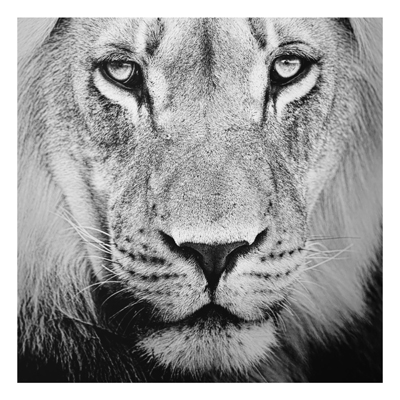 Aluminium Print - Wandbild Alter L&ouml;we - Quadrat 1:1