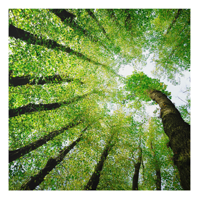 Aluminium Print - Wandbild B&auml;ume des Lebens - Quadrat 1:1