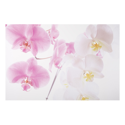 Aluminium Print - Wandbild Delicate Orchids - Quer 2:3