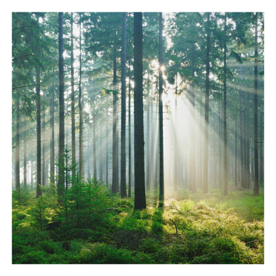 Aluminium Print - Wandbild Enlightened Forest - Quadrat 1:1