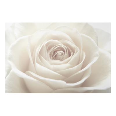 Aluminium Print - Wandbild Pretty White Rose - Quer 2:3