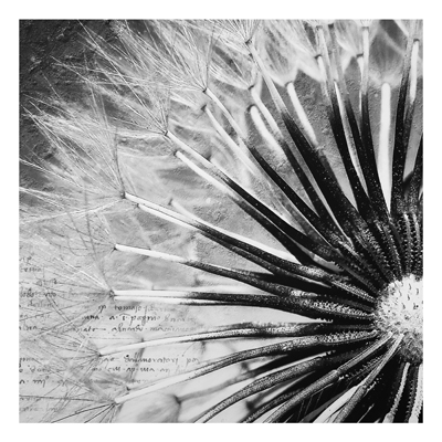 Aluminium Print - Wandbild Pusteblume Schwarz & Weiß - Quadrat 1:1