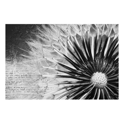 Aluminium Print - Wandbild Pusteblume Schwarz & Weiß - Quer 2:3