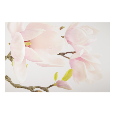 Aluminium Print - Wandbild Royal Magnolia - Quer 2:3