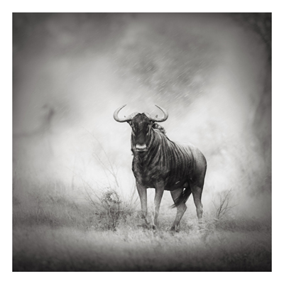 Aluminium Print - Wandbild Staring Wildebeest - Quadrat 1:1