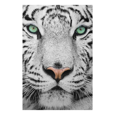 Aluminium Print - Wandbild Weißer Tiger - Hoch 3:2