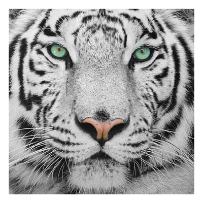 Aluminium Print - Wandbild Weißer Tiger - Quadrat 1:1