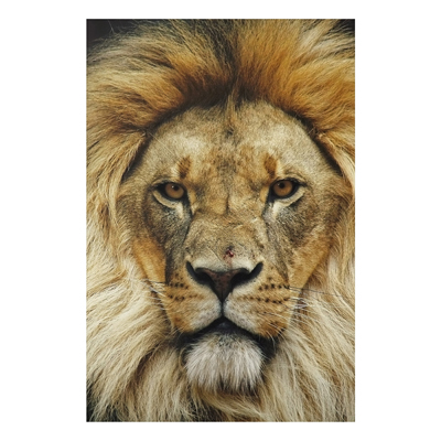 Aluminium Print - Wandbild Wisdom of Lion - Hoch 3:2