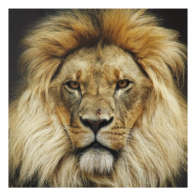 Aluminium Print - Wandbild Wisdom of Lion - Quadrat 1:1