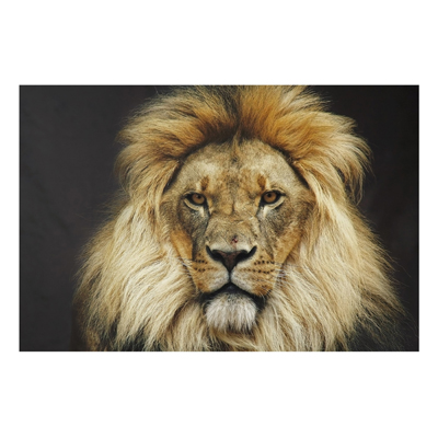 Aluminium Print - Wandbild Wisdom of Lion - Quer 2:3