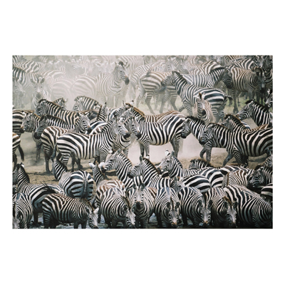 Aluminium Print - Wandbild Zebraherde - Quer 2:3