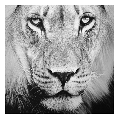 Forex Fine Art Print - Wandbild Alter Löwe - Quadrat 1:1