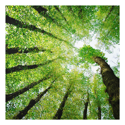 Forex Fine Art Print - Wandbild B&auml;ume des Lebens - Quadrat 1:1