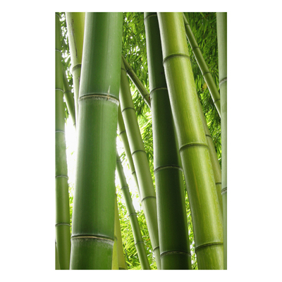 Forex Fine Art Print - Wandbild Bamboo Trees No.1 - Hoch 3:2