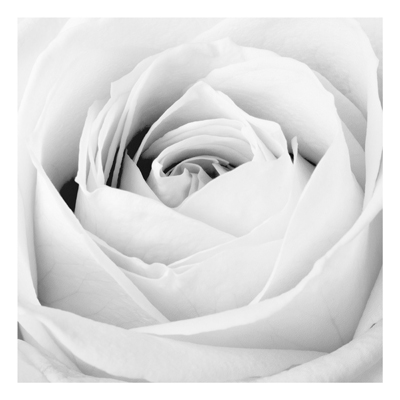 Forex Fine Art Print - Wandbild Close Up Rose - Quadrat 1:1