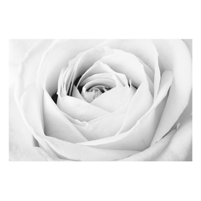 Forex Fine Art Print - Wandbild Close Up Rose - Quer 2:3