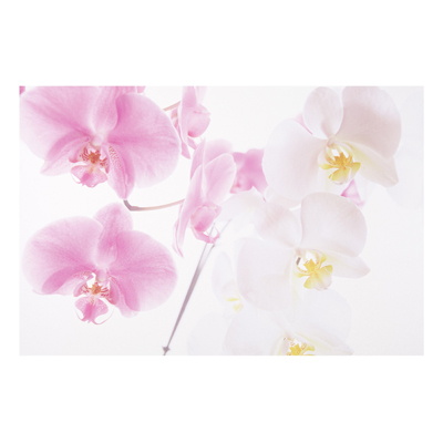 Forex Fine Art Print - Wandbild Delicate Orchids - Quer 2:3