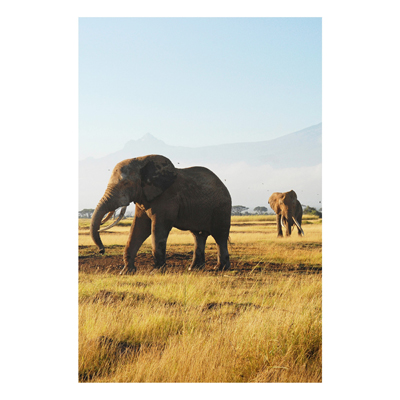 Forex Fine Art Print - Wandbild Elefanten vor dem Kilimanjaro in Kenya - Hoch 3:2