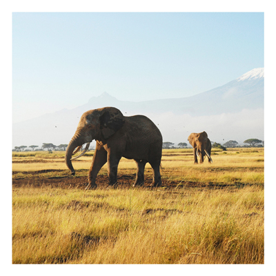 Forex Fine Art Print - Wandbild Elefanten vor dem Kilimanjaro in Kenya - Quadrat 1:1