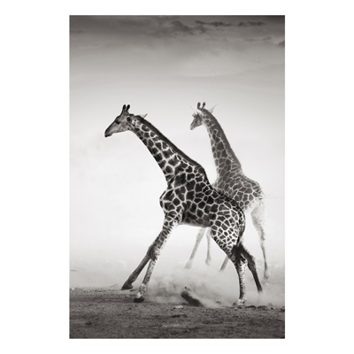 Forex Fine Art Print - Wandbild Giraffenjagd - Hoch 3:2