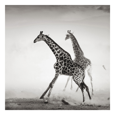 Forex Fine Art Print - Wandbild Giraffenjagd - Quadrat 1:1