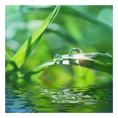 Forex Fine Art Print - Wandbild Green Ambiance II - Quadrat 1:1