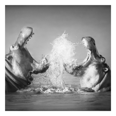 Forex Fine Art Print - Wandbild Hippo Fight - Quadrat 1:1