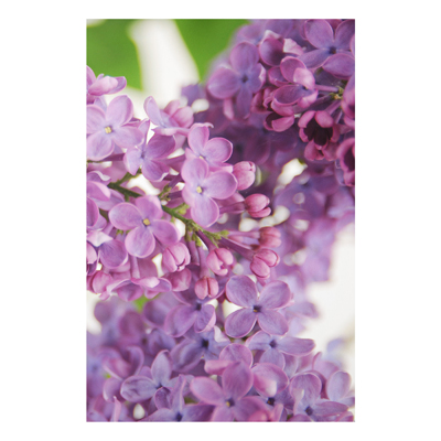 Forex Fine Art Print - Wandbild Lovely Lilac - Hoch 3:2