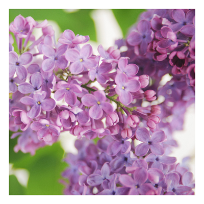 Forex Fine Art Print - Wandbild Lovely Lilac - Quadrat 1:1