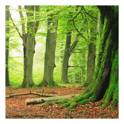 Forex Fine Art Print - Wandbild Mighty Beech Trees - Quadrat 1:1