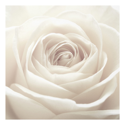 Forex Fine Art Print - Wandbild Pretty White Rose - Quadrat 1:1
