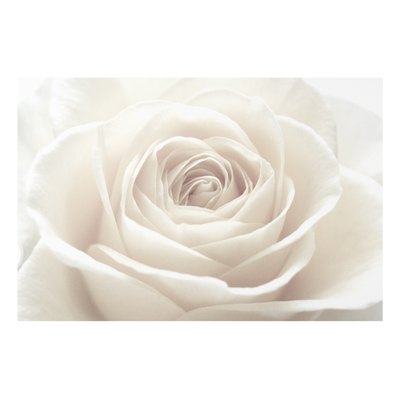 Forex Fine Art Print - Wandbild Pretty White Rose - Quer 2:3