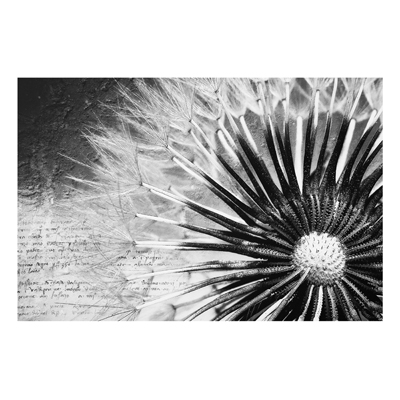 Forex Fine Art Print - Wandbild Pusteblume Schwarz & Wei&szlig; - Quer 2:3