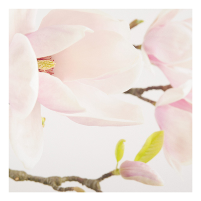 Forex Fine Art Print - Wandbild Royal Magnolia - Quadrat 1:1