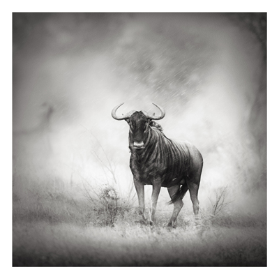 Forex Fine Art Print - Wandbild Staring Wildebeest - Quadrat 1:1