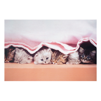 Forex Fine Art Print - Wandbild Sugar-Sweet - Quer 2:3