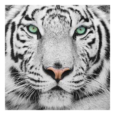 Forex Fine Art Print - Wandbild Weißer Tiger - Quadrat 1:1