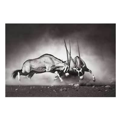 Forex Fine Art Print - Wandbild Wilder Kampf - Quer 2:3