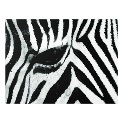 Forex Fine Art Print - Wandbild Zebra Crossing No.2 - Quer 3:4