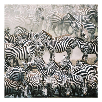 Forex Fine Art Print - Wandbild Zebraherde - Quadrat 1:1