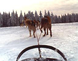 Husky-Tour